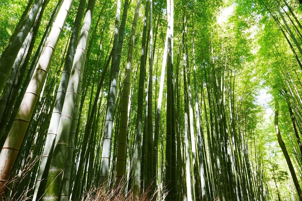 Arashiyama bamboo grove is one of the top attractions in Kyoto