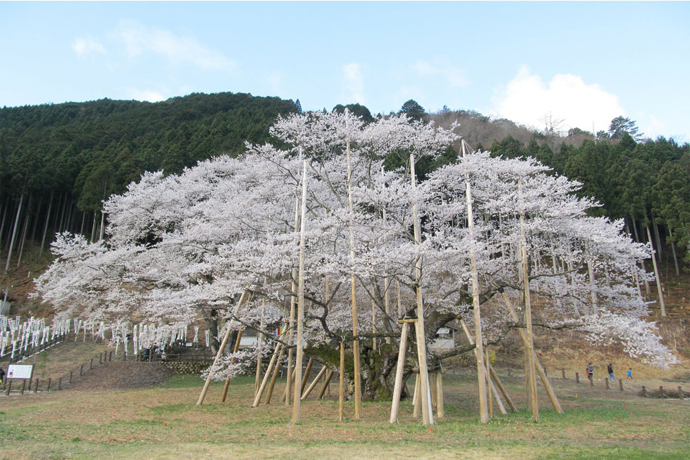 Usuzumi Sakura
