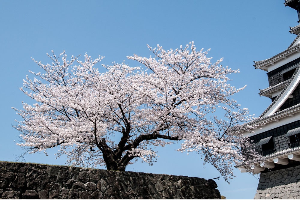 Cherry blossom tree with Kumamoto Castle off to the side