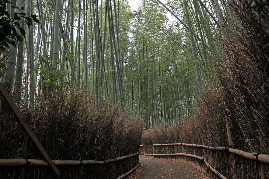 Arashiyama Bamboo Grove is one of top things to see and do in Kyoto