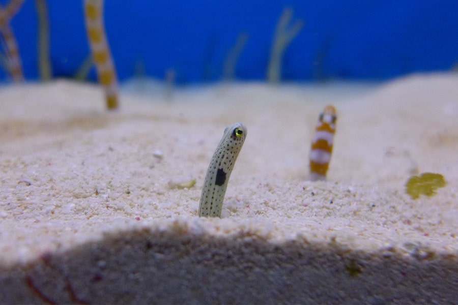 Okinawa Churaumi eel