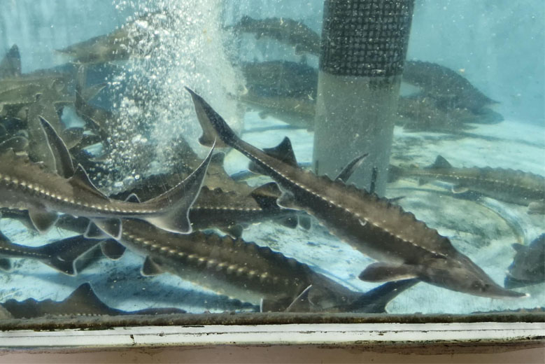 The Bifuka Sturgeon Musueum, Hokkaido Prefecture