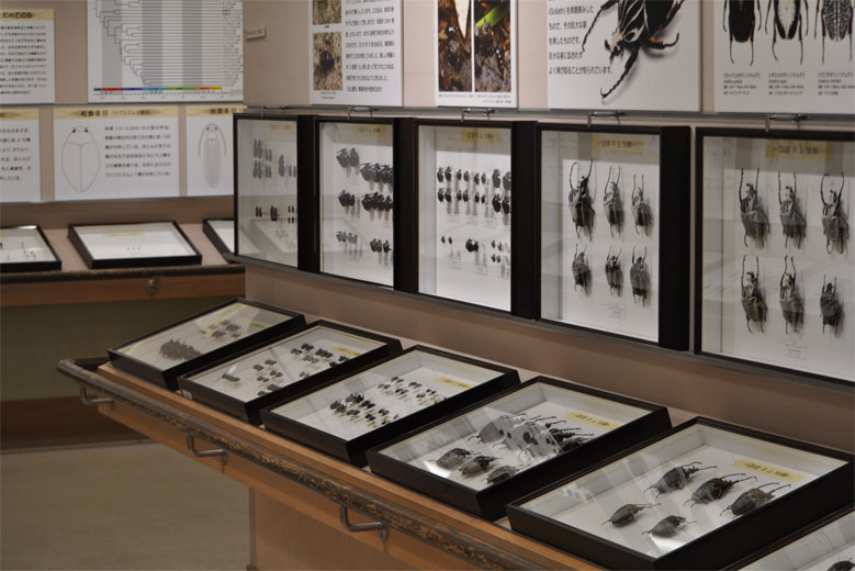 Minoh Park Insectarium exhibit room