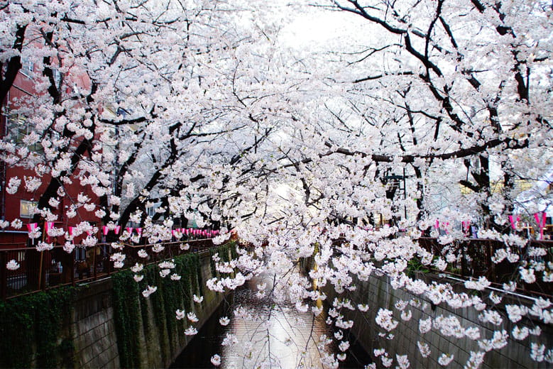 Meguro River is one of the best spots in Tokyo for Cherry Blossoms