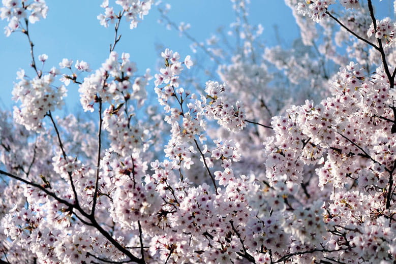 The 2025 Cherry Blossom Forecast helps visitors plan when they might expect to see Cherry Blossoms in Japan