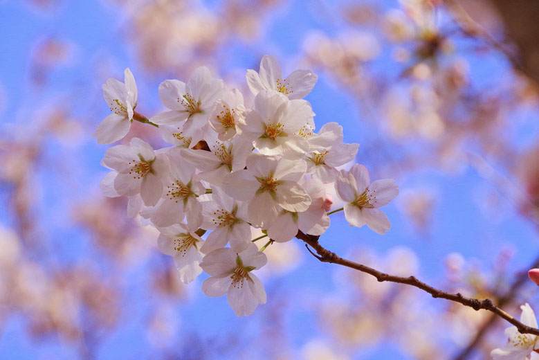 Best Cherry Blossom spots in Tokyo