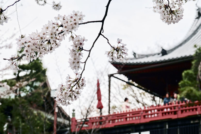 Ueno Park is one of Tokyo's busiest Cherry Blossom viewing areas, with over 100 trees.